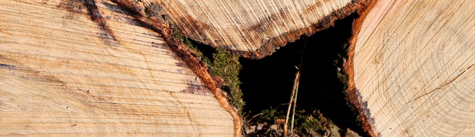 Nærbillede af enderne på stablede træstammer med bark og mos imellem.